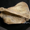 Scapula : vue latérale (8118 visites) Ursus arctos - Femelle - Jeune adulte - Élément droitCollection : Département d'Ostéologie du Na... Scapula : vue latérale