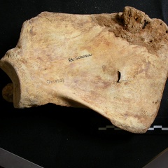 Scapula : vue médiale (8135 visites) Ursus arctos - Femelle - Jeune adulte - Élément droitCollection : Département d'Ostéologie du Na... Scapula : vue médiale