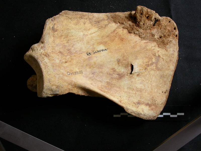 Scapula : vue médiale (8155 visites) Ursus arctos - Femelle - Jeune adulte - Élément droitCollection : Département d'Ostéologie du Na... Scapula : vue médiale