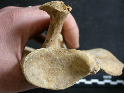 Scapula: ventral view