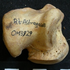 Talus (53921 visites) Ursus arctos - Femelle - Jeune adulte - Élément droitCollection : Département d'Ostéologie du Na... Talus