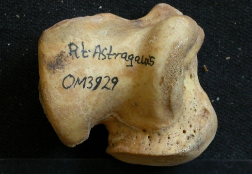 Talus (53889 visites) Ursus arctos - Femelle - Jeune adulte - Élément droitCollection : Département d'Ostéologie du Na... Talus