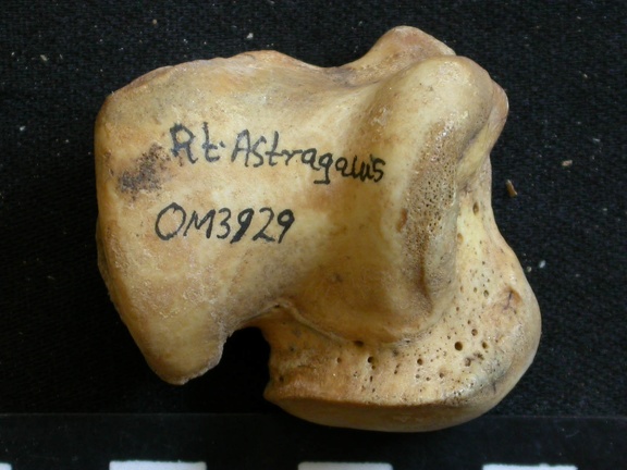 Talus (54180 visites) Ursus arctos - Femelle - Jeune adulte - Élément droitCollection : Département d'Ostéologie du Na... Talus