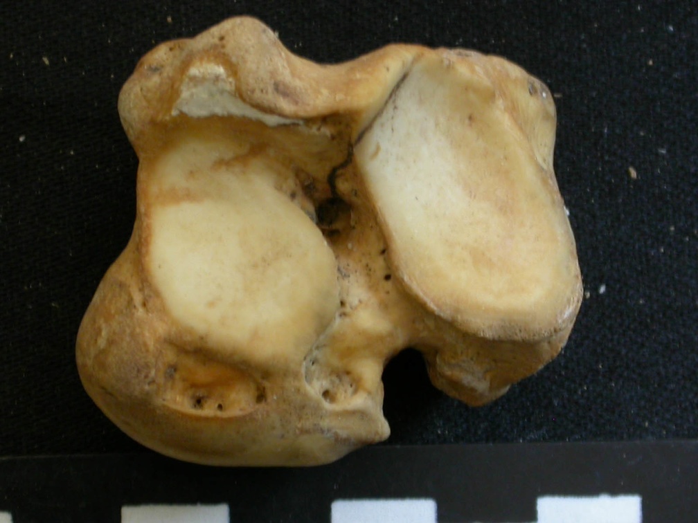 Talus (10797 visites) Ursus arctos - Femelle - Jeune adulte - Élément droitCollection : Département d'Ostéologie du Na... Talus
