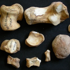 Tarse (100285 visites) Ursus arctos - Femelle - Jeune adulte - Éléments droitsCollection : Département d'Ostéologie du ... Tarse