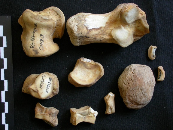 Tarse (100215 visites) Ursus arctos - Femelle - Jeune adulte - Éléments droitsCollection : Département d'Ostéologie du ... Tarse
