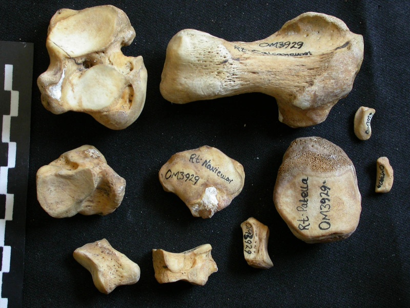Tarse (44529 visites) Ursus arctos - Femelle - Jeune adulte - Éléments droitsCollection : Département d'Ostéologie du ... Tarse