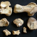 Tarse (45218 visites) Ursus arctos - Femelle - Jeune adulte - Éléments droitsCollection : Département d'Ostéologie du ... Tarse