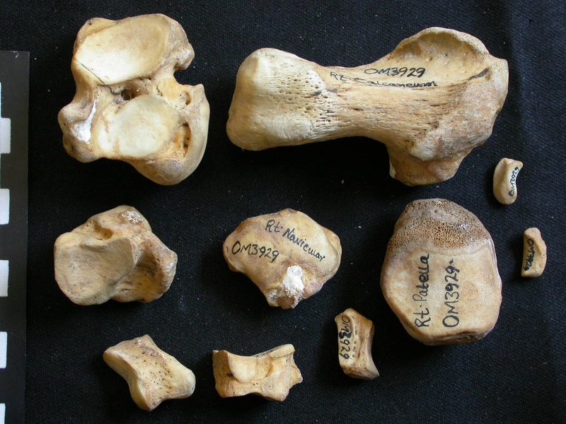 Tarse (45248 visites) Ursus arctos - Femelle - Jeune adulte - Éléments droitsCollection : Département d'Ostéologie du ... Tarse