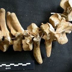 Vertèbres thoraciques (46814 visites) Ursus arctos - Femelle - Jeune adulteCollection : Département d'Ostéologie du National Museum of K... Vertèbres thoraciques