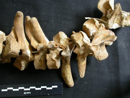 Thoracic vertebrae