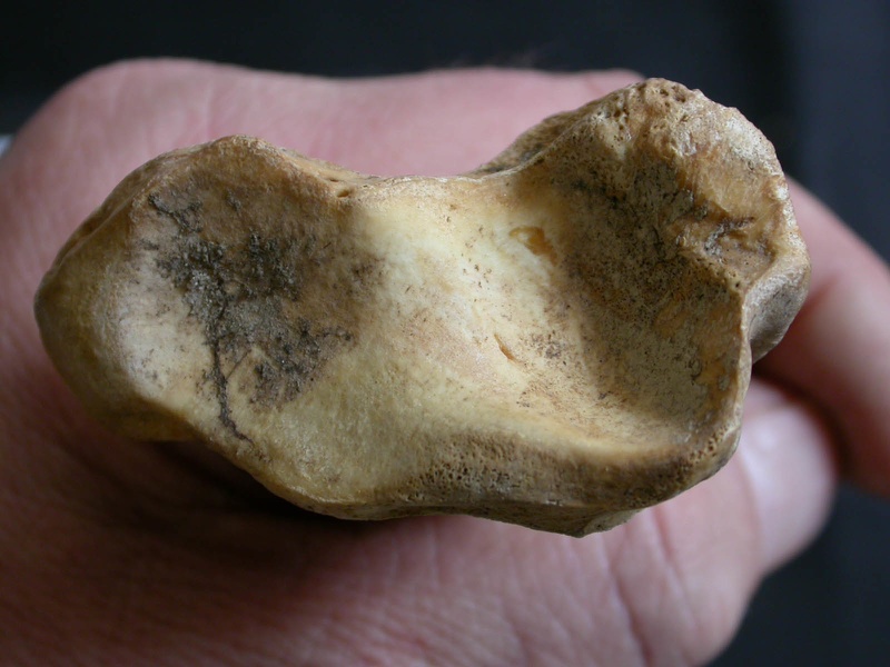 Tibia : partie distale (65809 visites) Ursus arctos - Femelle - Jeune adulte - Élément droitCollection : Département d'Ostéologie du Na... Tibia : partie distale