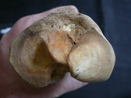 Tibia: parte proximal (12066 visitas) Ursus arctos - Hembra - Joven adulta - Elemento derechoColección : Departamento d'Osteología del ... Tibia: parte proximal