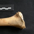 Tibia : partie distale (11439 visites) Ursus arctos - Femelle - Jeune adulte - Élément droitCollection : Département d'Ostéologie du Na... Tibia : partie distale