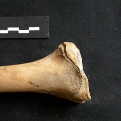 Tibia : partie distale (11445 visites) Ursus arctos - Femelle - Jeune adulte - Élément droitCollection : Département d'Ostéologie du Na... Tibia : partie distale