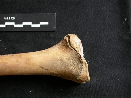 Tibia : partie distale (11445 visites) Ursus arctos - Femelle - Jeune adulte - Élément droitCollection : Département d'Ostéologie du Na... Tibia : partie distale