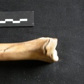 Tibia : partie distale (10694 visites) Ursus arctos - Femelle - Jeune adulte - Élément droitCollection : Département d'Ostéologie du Na... Tibia : partie distale