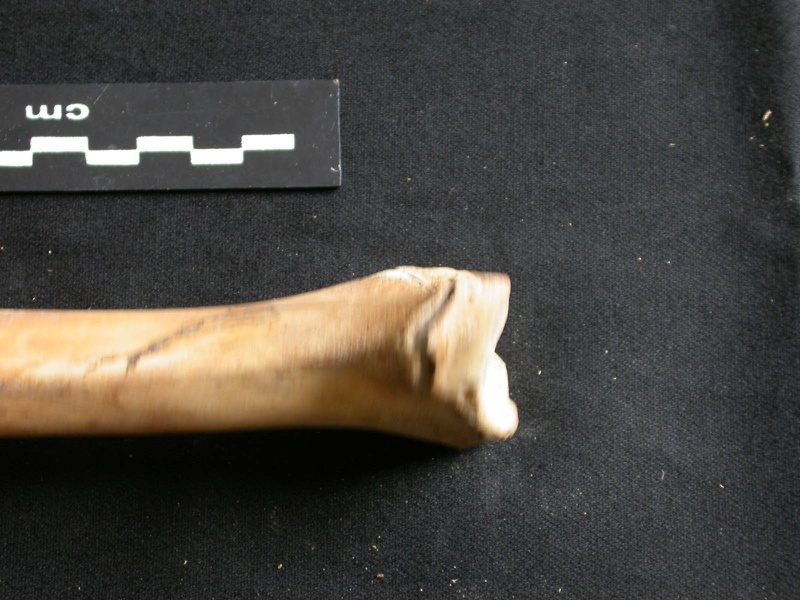 Tibia : partie distale (10700 visites) Ursus arctos - Femelle - Jeune adulte - Élément droitCollection : Département d'Ostéologie du Na... Tibia : partie distale