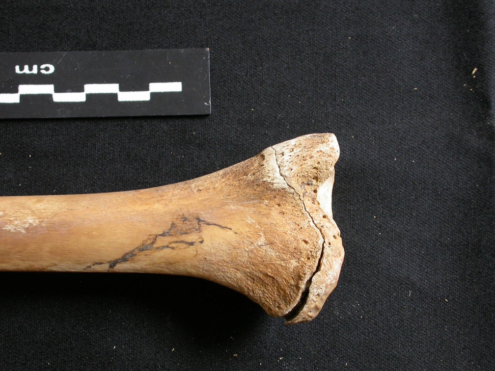 Tibia : partie distale (8137 visites) Ursus arctos - Femelle - Jeune adulte - Élément droitCollection : Département d'Ostéologie du Na... Tibia : partie distale