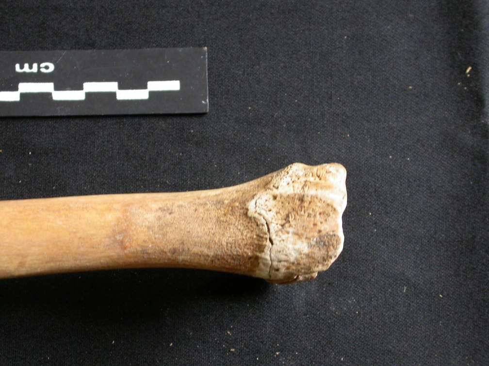 Tibia : partie distale (8003 visites) Ursus arctos - Femelle - Jeune adulte - Élément droitCollection : Département d'Ostéologie du Na... Tibia : partie distale