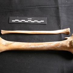 Tibia y fíbula (11561 visitas) Ursus arctos - Hembra - Joven adulta - Elementos derechosColección : Departamento d'Osteología de... Tibia y fíbula