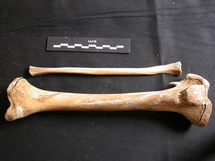 Tibia et fibula (11584 visites) Ursus arctos - Femelle - Jeune adulte - Éléments droitsCollection : Département d'Ostéologie du ... Tibia et fibula