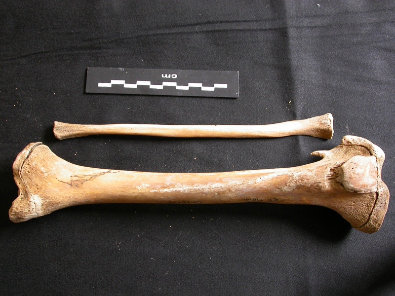 Tibia et fibula (11608 visites) Ursus arctos - Femelle - Jeune adulte - Éléments droitsCollection : Département d'Ostéologie du ... Tibia et fibula