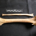 Tibia et fibula (10749 visites) Ursus arctos - Femelle - Jeune adulte - Éléments droitsCollection : Département d'Ostéologie du ... Tibia et fibula
