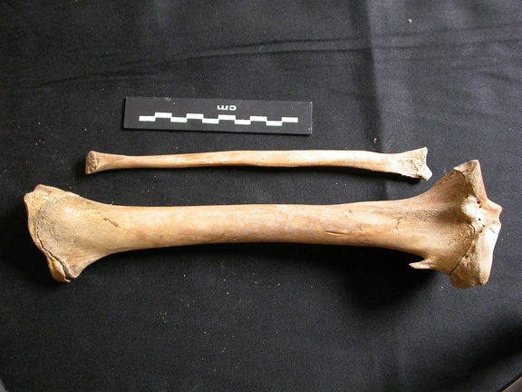 Tibia et fibula (11087 visites) Ursus arctos - Femelle - Jeune adulte - Éléments droitsCollection : Département d'Ostéologie du ... Tibia et fibula