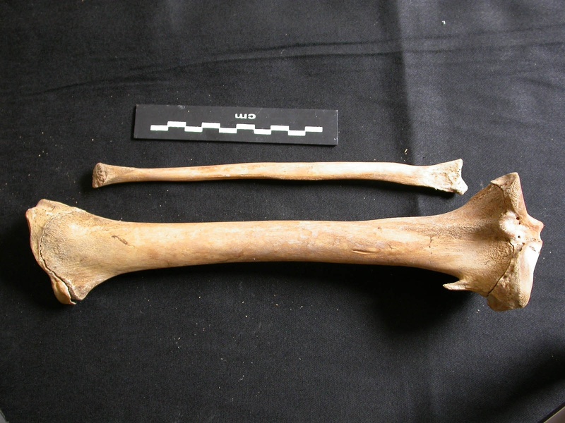 Tibia et fibula (10755 visites) Ursus arctos - Femelle - Jeune adulte - Éléments droitsCollection : Département d'Ostéologie du ... Tibia et fibula