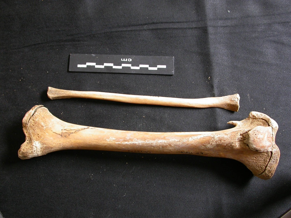 Tibia et fibula (10400 visites) Ursus arctos - Femelle - Jeune adulte - Éléments droitsCollection : Département d'Ostéologie du ... Tibia et fibula