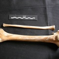Tibia et fibula (10348 visites) Ursus arctos - Femelle - Jeune adulte - Éléments droitsCollection : Département d'Ostéologie du ... Tibia et fibula