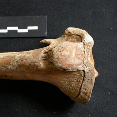 Tibia : partie proximale (7938 visites) Ursus arctos - Femelle - Jeune adulte - Élément droitCollection : Département d'Ostéologie du Na... Tibia : partie proximale