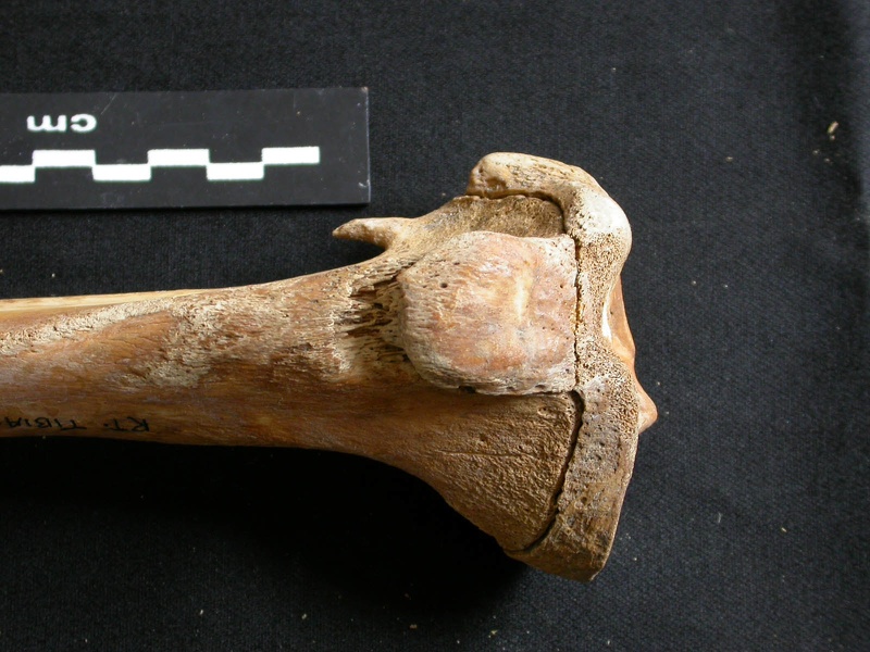 Tibia : partie proximale (7938 visites) Ursus arctos - Femelle - Jeune adulte - Élément droitCollection : Département d'Ostéologie du Na... Tibia : partie proximale