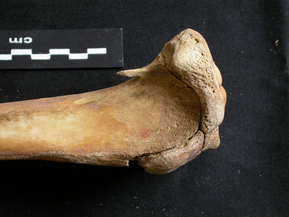 Tibia : partie proximale (7786 visites) Ursus arctos - Femelle - Jeune adulte - Élément droitCollection : Département d'Ostéologie du Na... Tibia : partie proximale