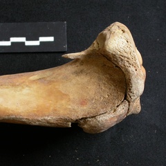 Tibia : partie proximale (7772 visites) Ursus arctos - Femelle - Jeune adulte - Élément droitCollection : Département d'Ostéologie du Na... Tibia : partie proximale