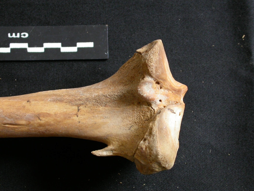 Tibia : partie proximale (8261 visites) Ursus arctos - Femelle - Jeune adulte - Élément droitCollection : Département d'Ostéologie du Na... Tibia : partie proximale