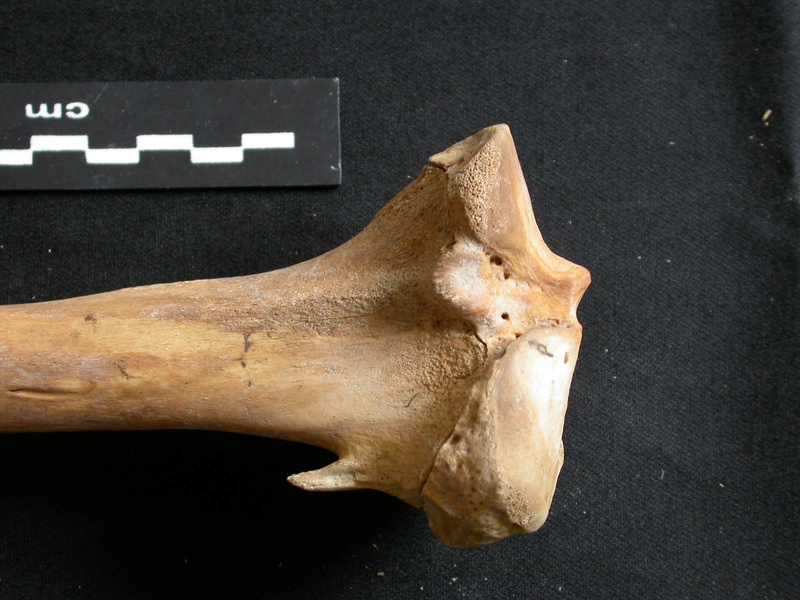 Tibia : partie proximale (8250 visites) Ursus arctos - Femelle - Jeune adulte - Élément droitCollection : Département d'Ostéologie du Na... Tibia : partie proximale
