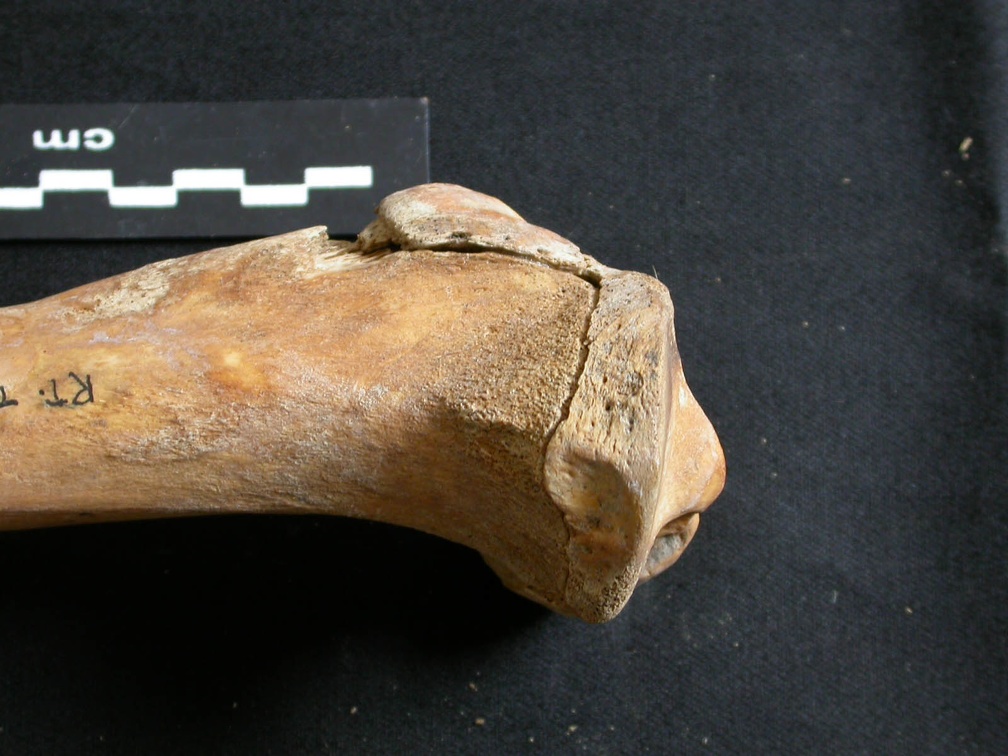 Tibia : partie proximale (8162 visites) Ursus arctos - Femelle - Jeune adulte - Élément droitCollection : Département d'Ostéologie du Na... Tibia : partie proximale