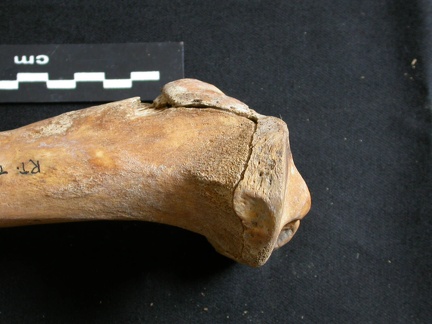 Tibia: parte proximal (8147 visitas) Ursus arctos - Hembra - Joven adulta - Elemento derechoColección : Departamento d'Osteología del ... Tibia: parte proximal