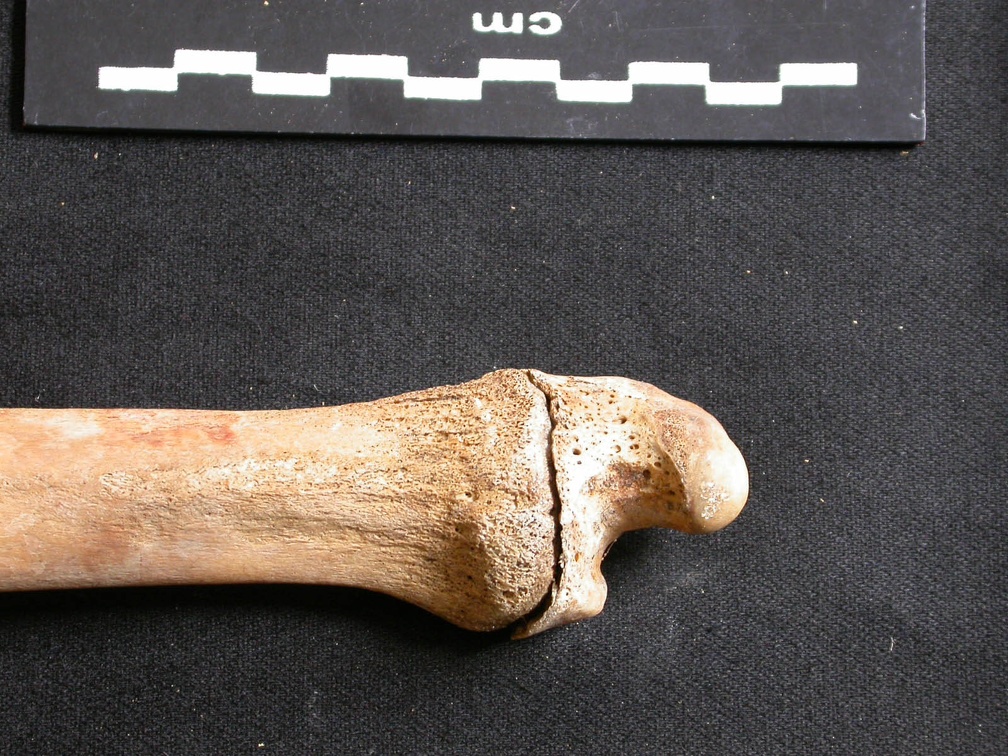 Ulna : partie distale (8821 visites) Ursus arctos - Femelle - Jeune adulte - Élément droitCollection : Département d'Ostéologie du Na... Ulna : partie distale