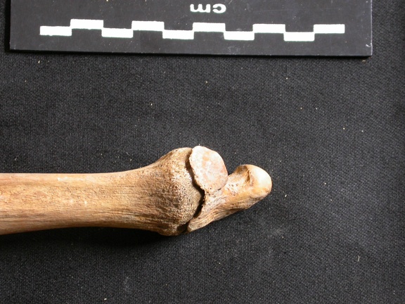 Ulna : partie distale (8673 visites) Ursus arctos - Femelle - Jeune adulte - Élément droitCollection : Département d'Ostéologie du Na... Ulna : partie distale