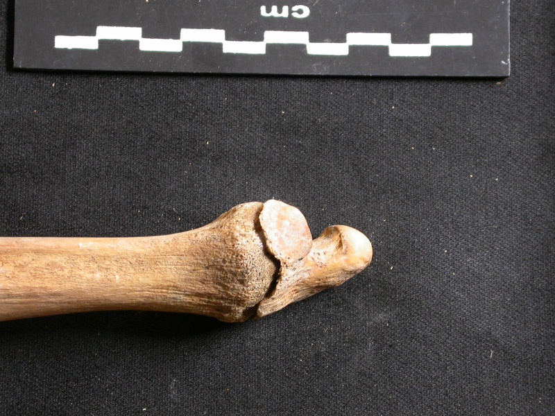 Ulna : partie distale (8346 visites) Ursus arctos - Femelle - Jeune adulte - Élément droitCollection : Département d'Ostéologie du Na... Ulna : partie distale