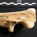Ulna : partie proximale (9207 visites) Ursus arctos - Femelle - Jeune adulte - Élément droitCollection : Département d'Ostéologie du Na... Ulna : partie proximale