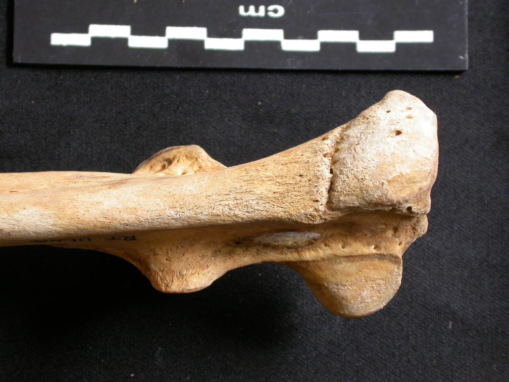 Ulna : partie proximale (9093 visites) Ursus arctos - Femelle - Jeune adulte - Élément droitCollection : Département d'Ostéologie du Na... Ulna : partie proximale