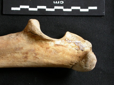 Ulna : partie proximale (9826 visites) Ursus arctos - Femelle - Jeune adulte - Élément droitCollection : Département d'Ostéologie du Na... Ulna : partie proximale