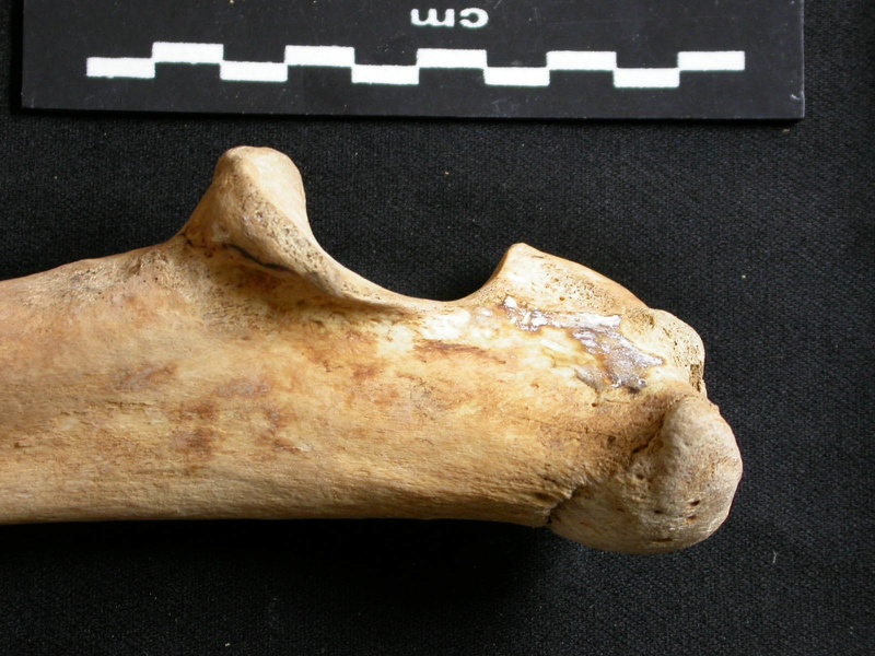 Ulna : partie proximale (9800 visites) Ursus arctos - Femelle - Jeune adulte - Élément droitCollection : Département d'Ostéologie du Na... Ulna : partie proximale