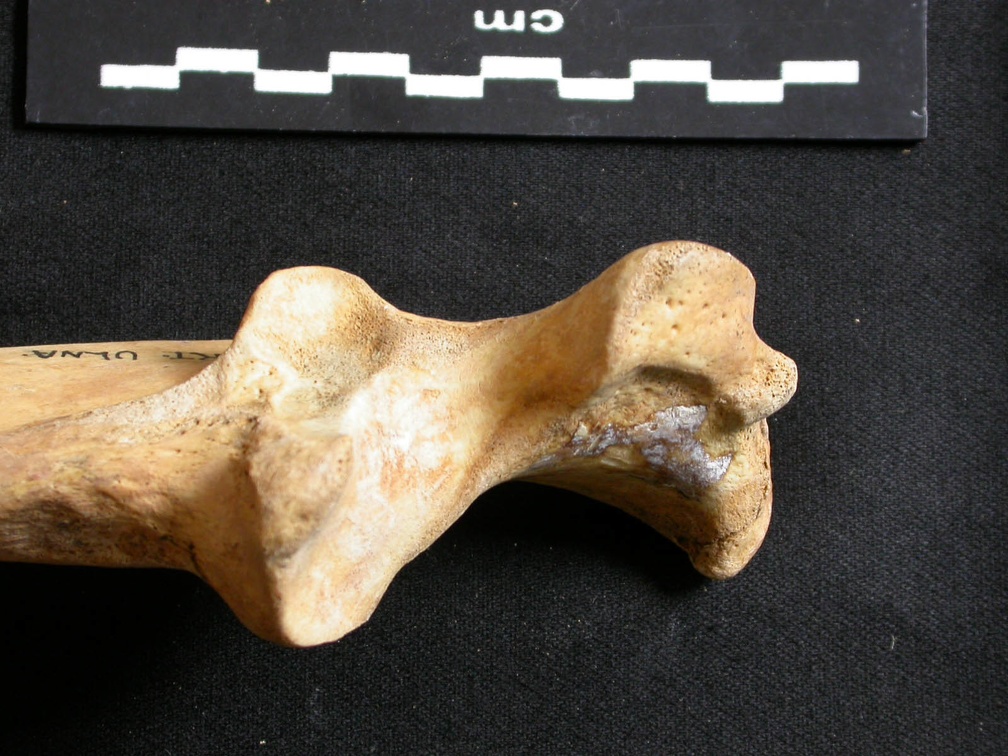 Ulna : partie proximale (9951 visites) Ursus arctos - Femelle - Jeune adulte - Élément droitCollection : Département d'Ostéologie du Na... Ulna : partie proximale