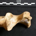 Ulna : partie proximale (10326 visites) Ursus arctos - Femelle - Jeune adulte - Élément droitCollection : Département d'Ostéologie du Na... Ulna : partie proximale