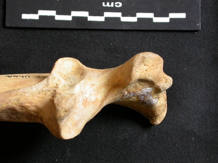 Ulna : partie proximale (9953 visites) Ursus arctos - Femelle - Jeune adulte - Élément droitCollection : Département d'Ostéologie du Na... Ulna : partie proximale